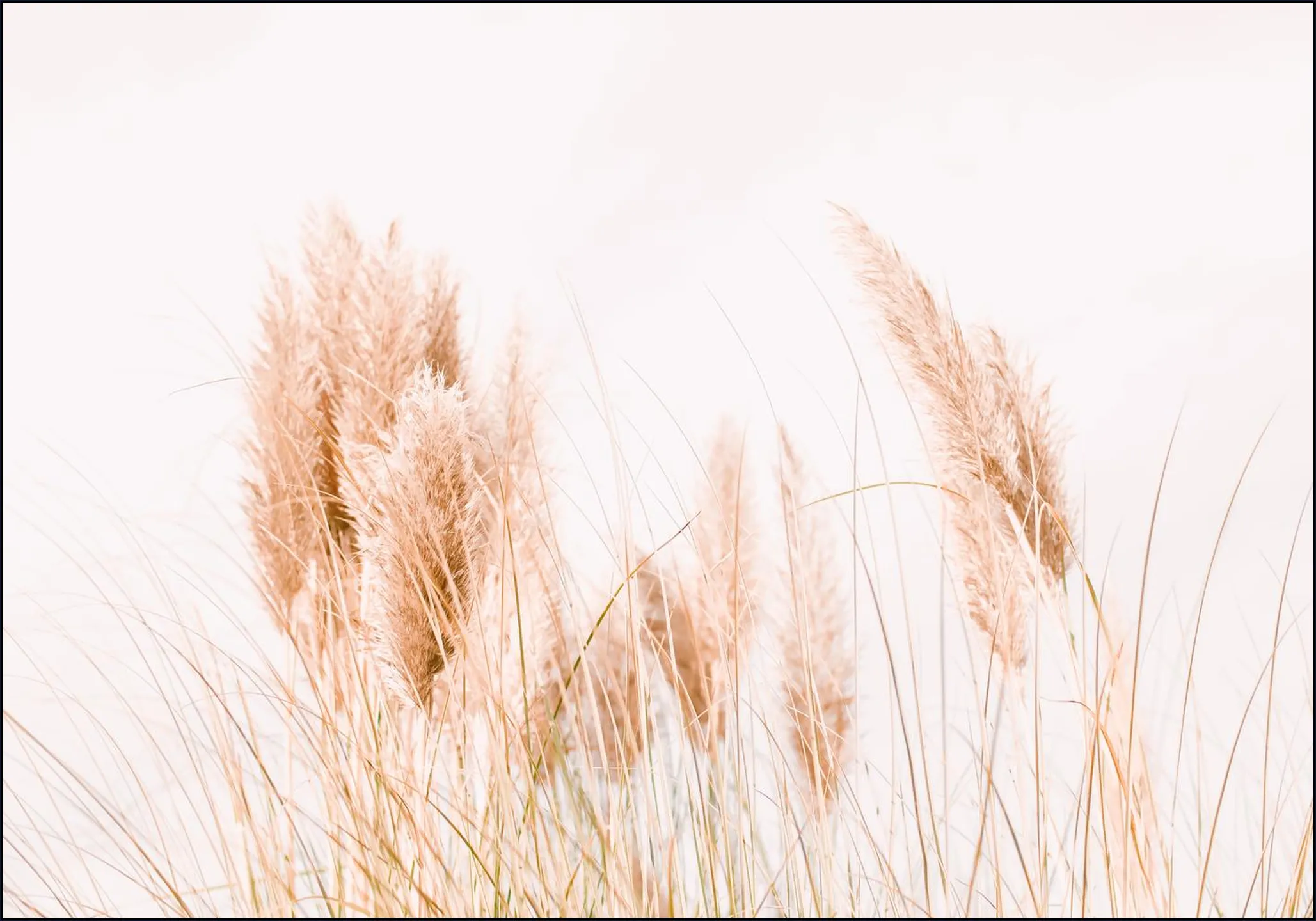 Pampas Grass