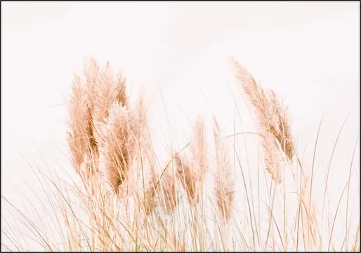Pampas Grass