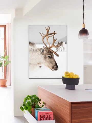 Reindeer in Norway