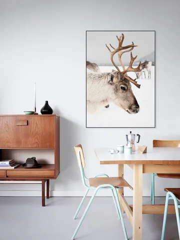 Reindeer in Norway
