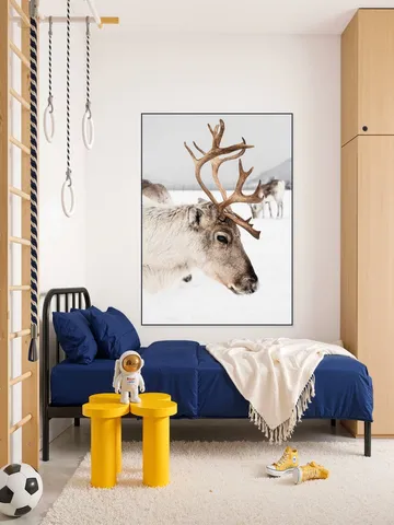 Reindeer in Norway