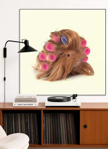 Hairy Guinea Pig