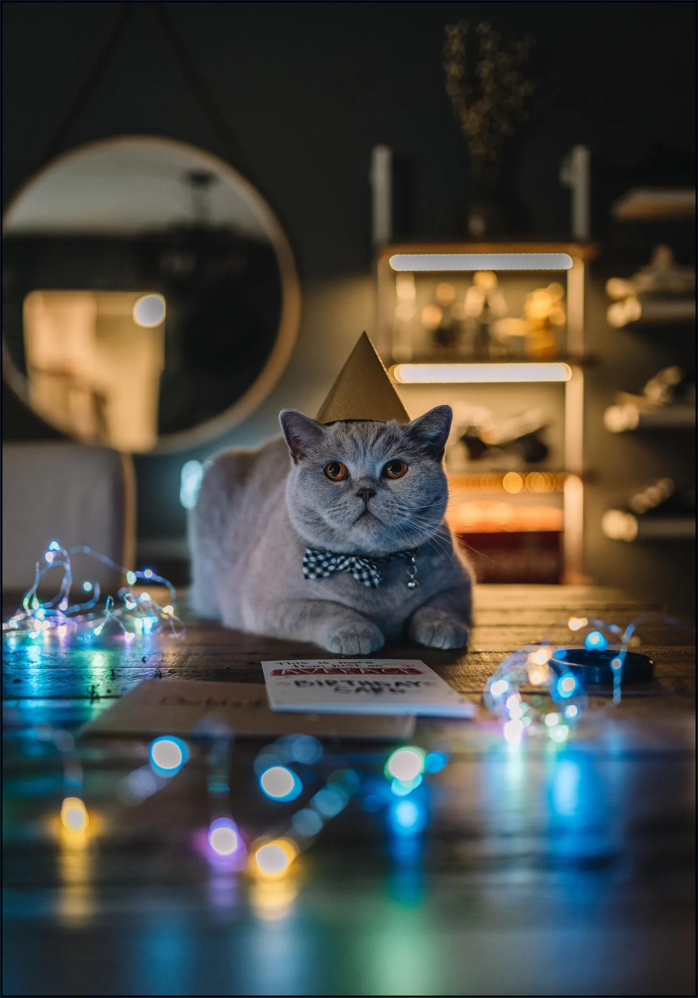 Birthday Cat