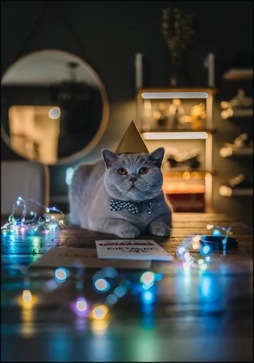 Birthday Cat