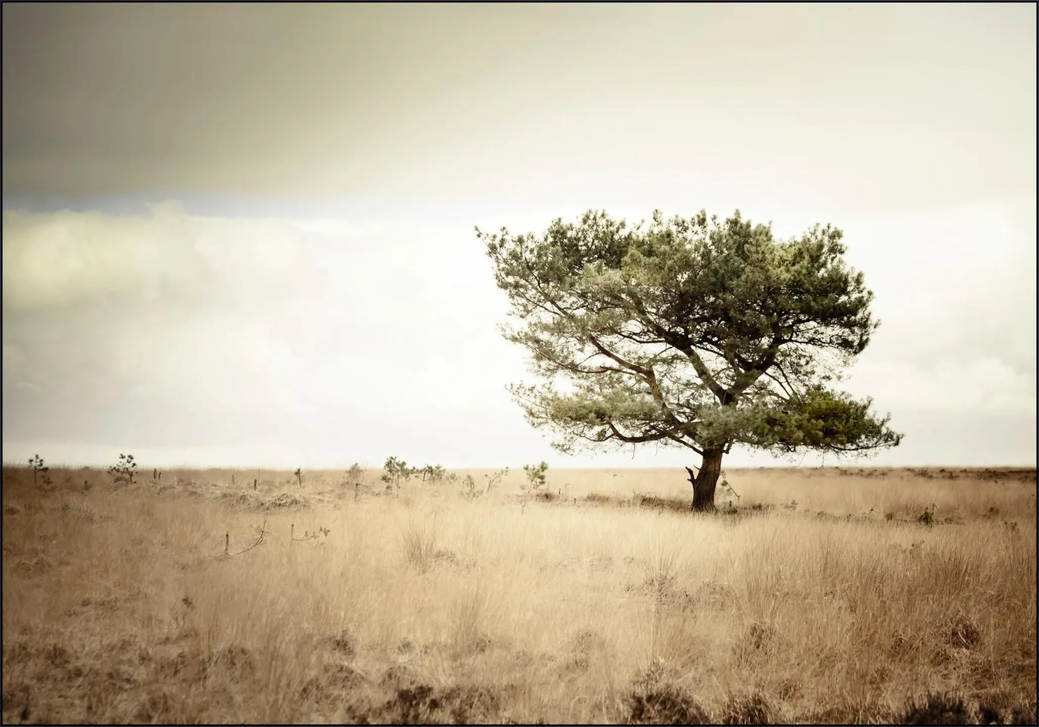 Solitude