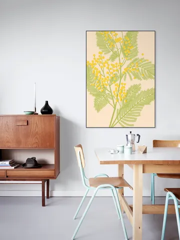 Mimosa