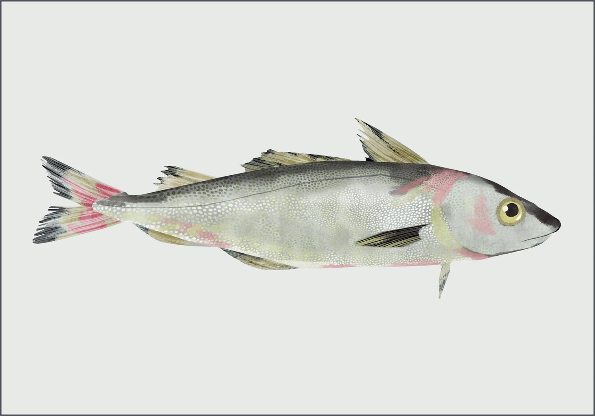 Haddock