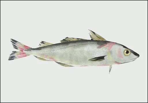 Haddock