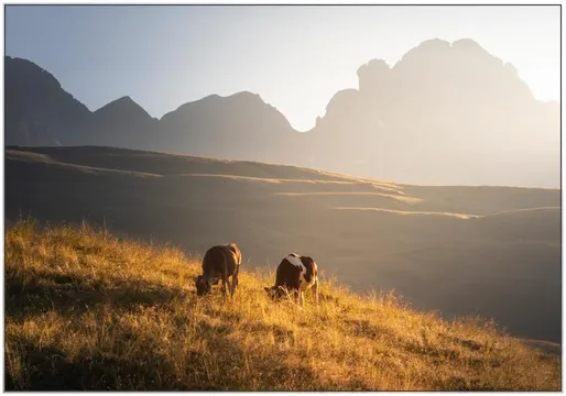 Trentino Cows in the Dolomites 