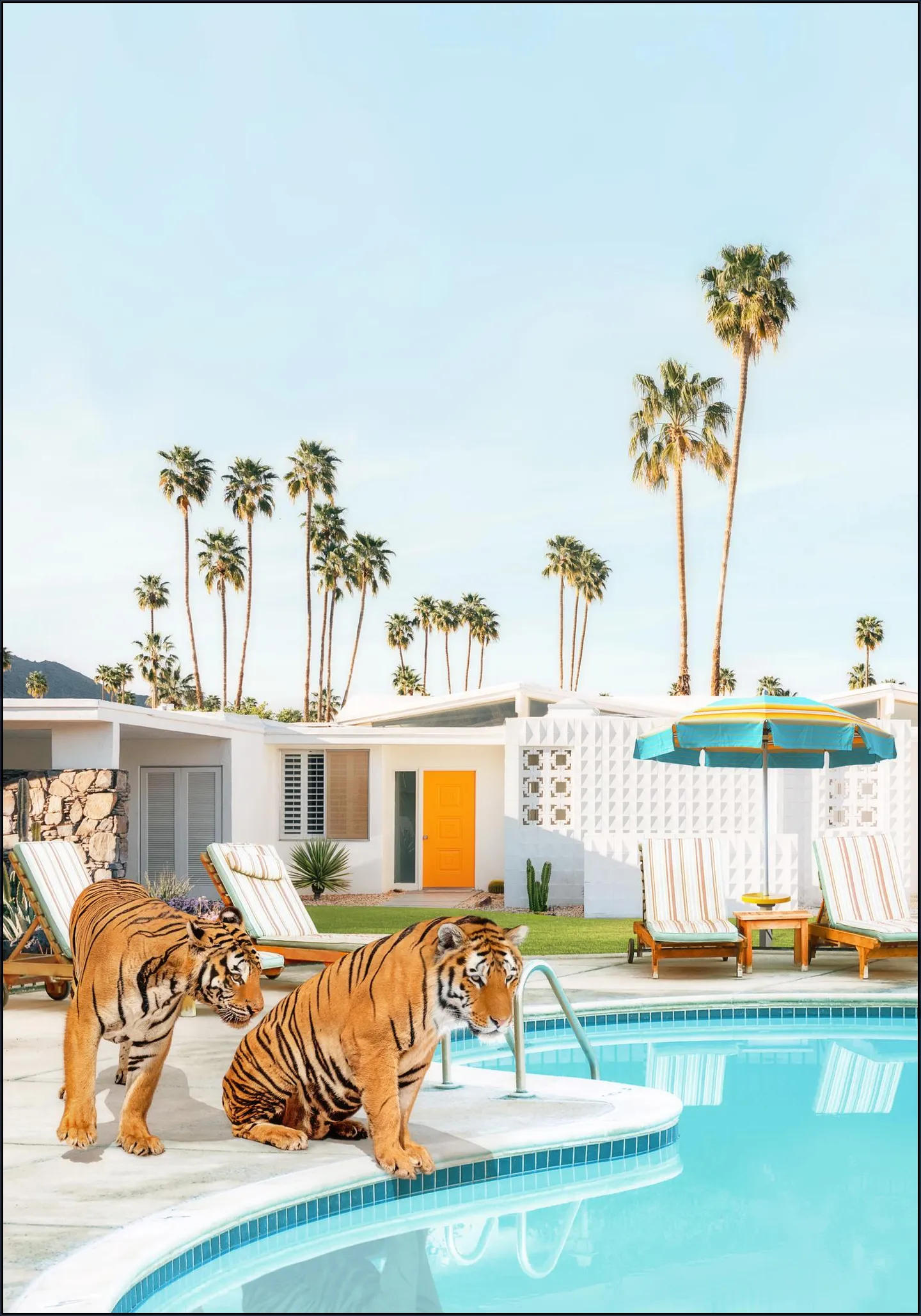 Tigers at the Pool