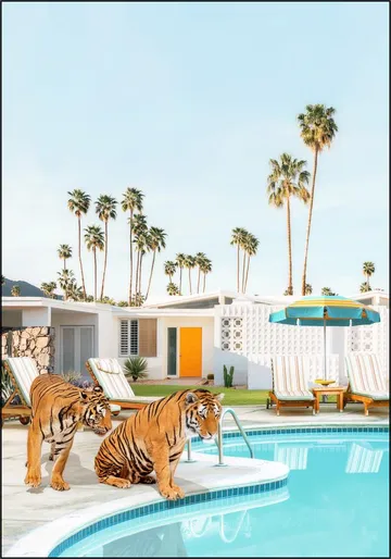 Tigers at the Pool