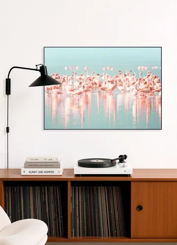 Flamingos