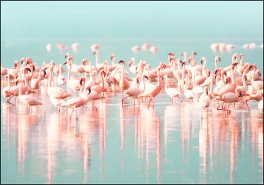 Flamingos