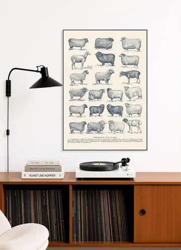 Representative Types of Sheep