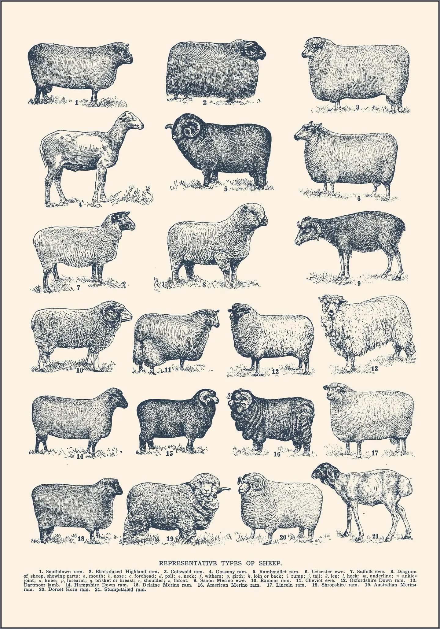 Representative Types of Sheep