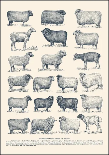 Representative Types of Sheep
