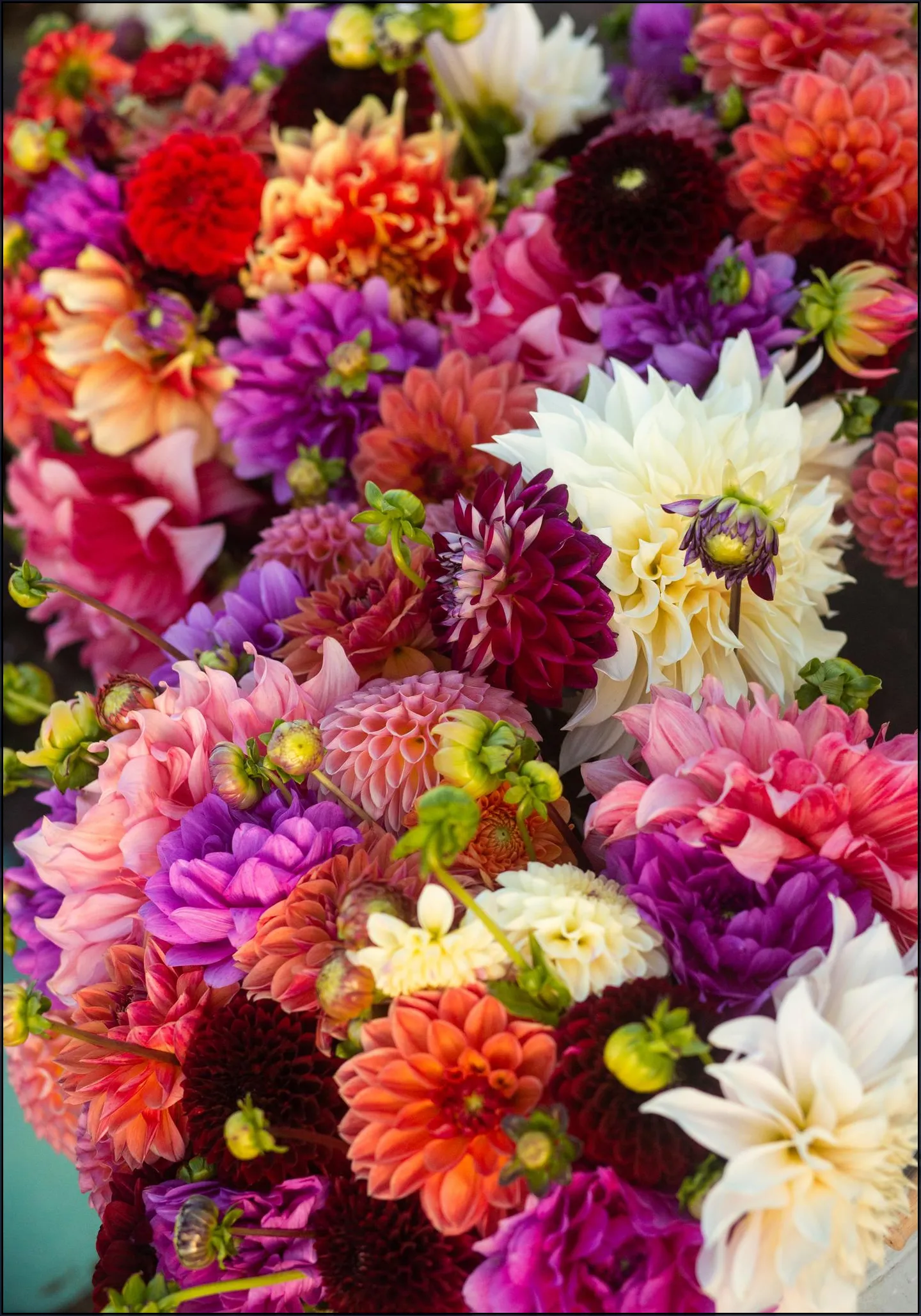 Dhalias
