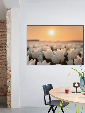 Tulip Dreams
