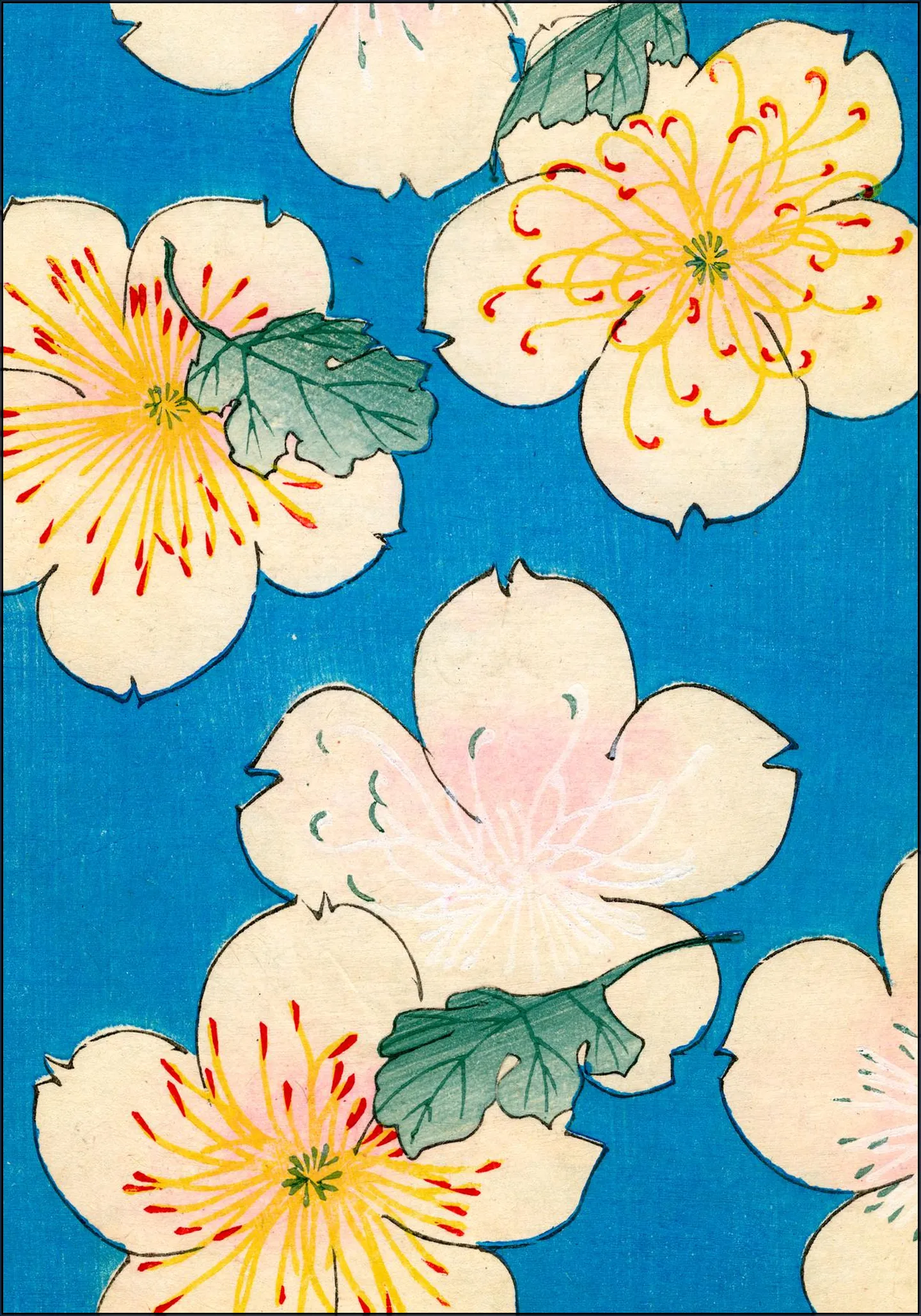 Dogwood Blossoms 1883