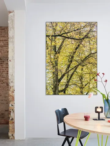 Yellow Autumn Trees