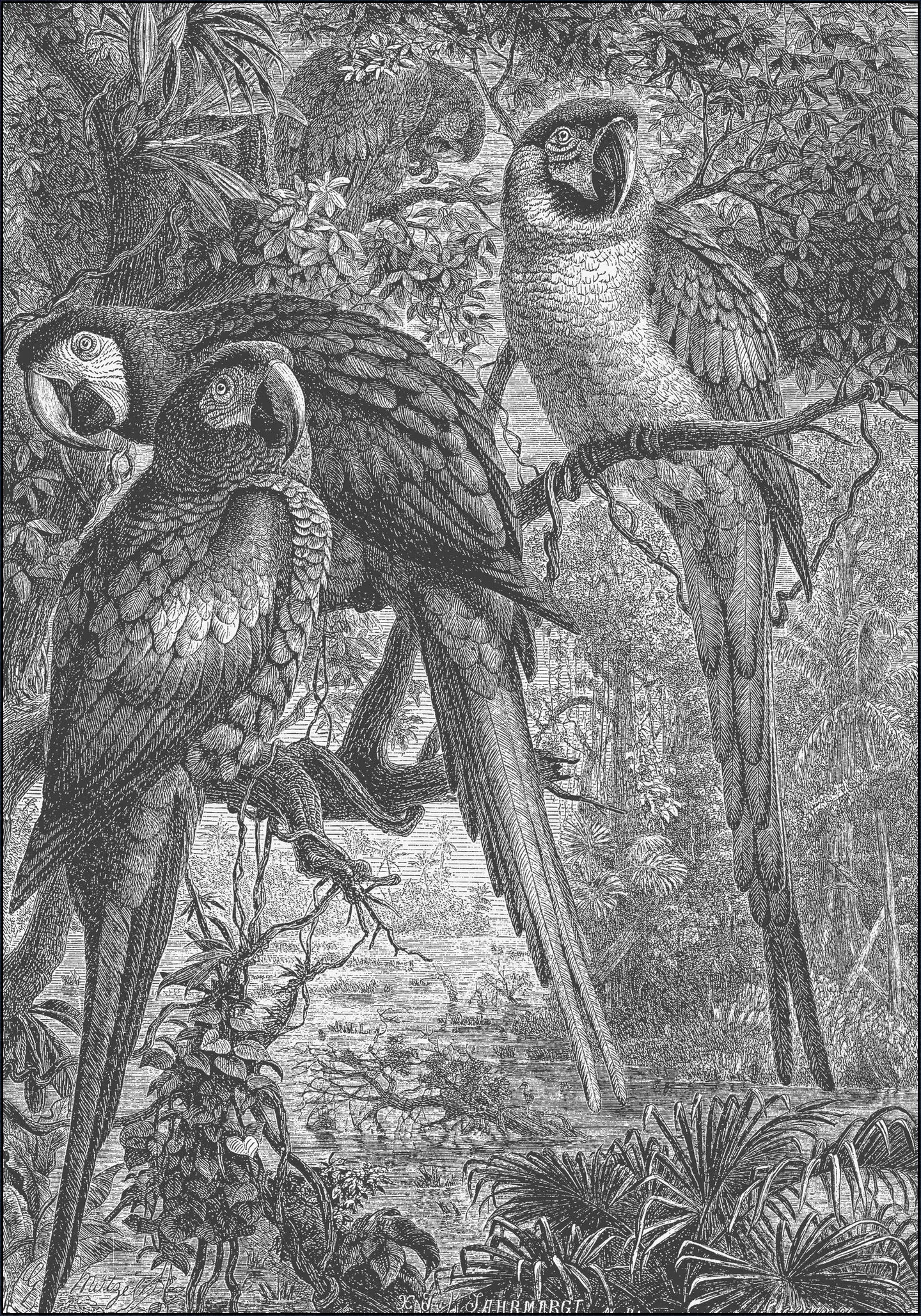 Macaws Parrots