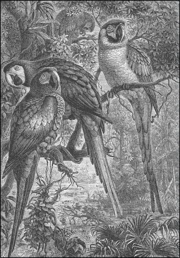 Macaws Parrots