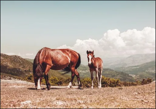 Wild Horses