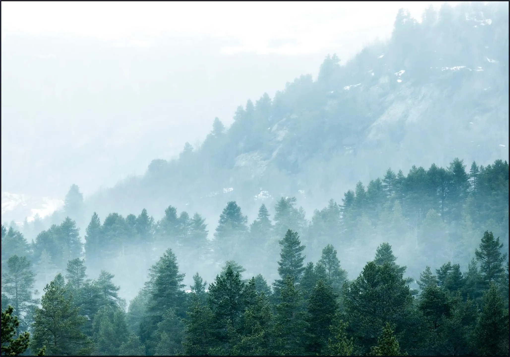 Foggy Evergreen Forest In The Mountains