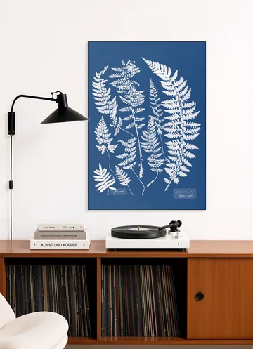 Specimen of Cyanotype - Ferns