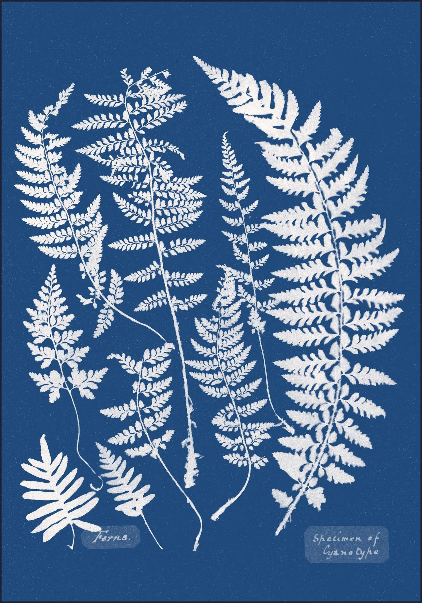 Specimen of Cyanotype - Ferns