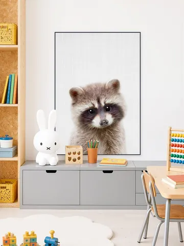 Raccoon