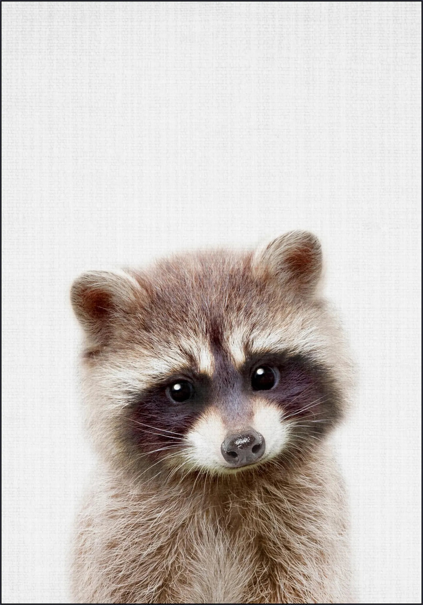 Raccoon