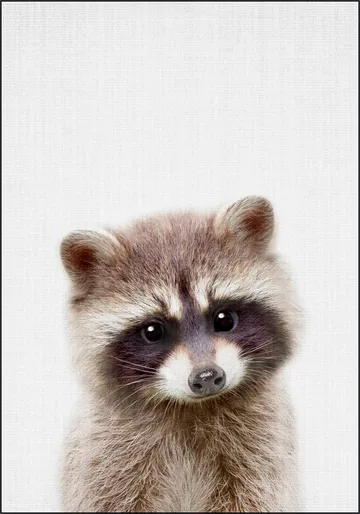 Raccoon