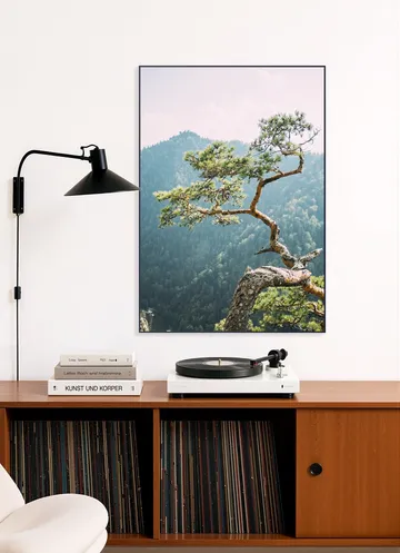 Sokolica Pine Tree
