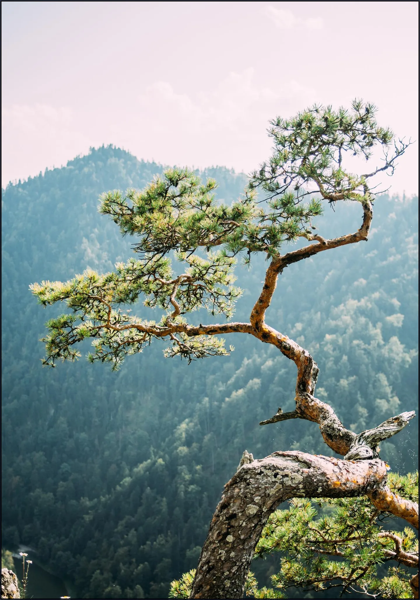 Sokolica Pine Tree
