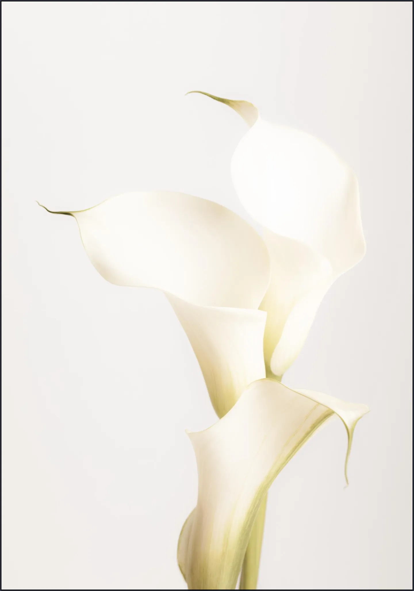 White Calla Lily No 3