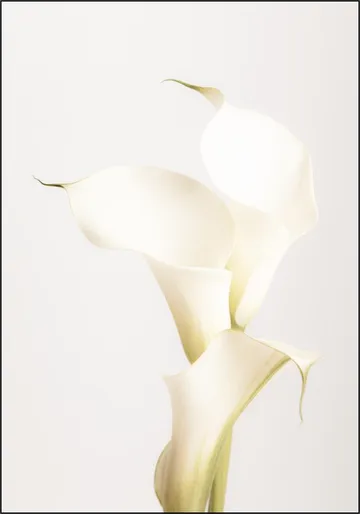 White Calla Lily No 3