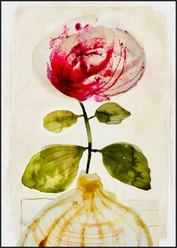 Pink Peony
