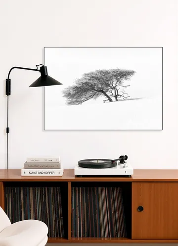 Tree in Sahara Desert