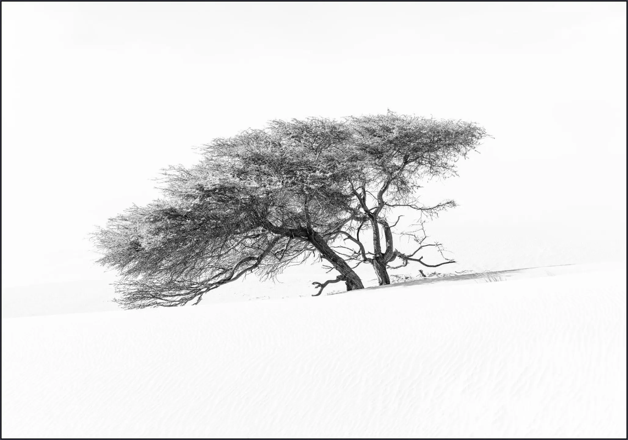 Tree in Sahara Desert