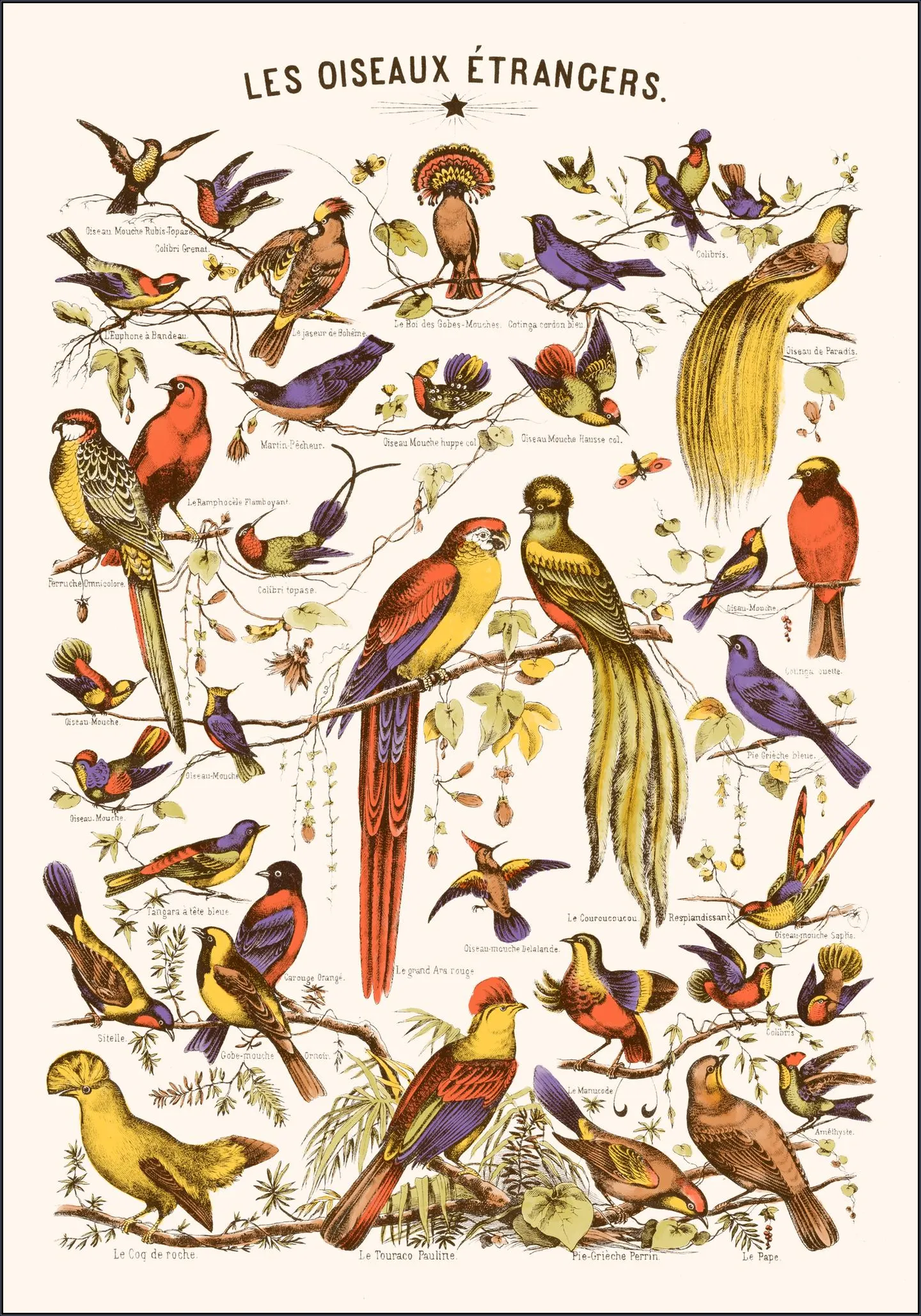 Les Oiseaux Etrangers