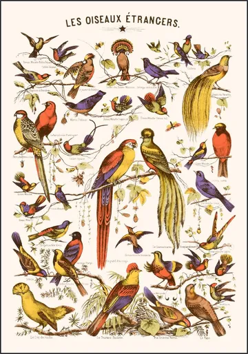 Les Oiseaux Etrangers