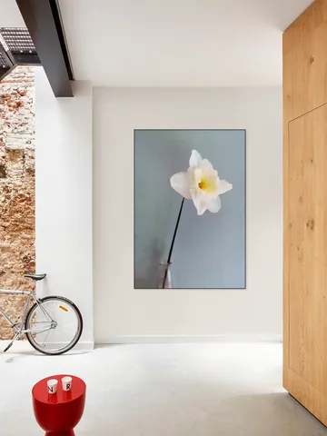 Narciso