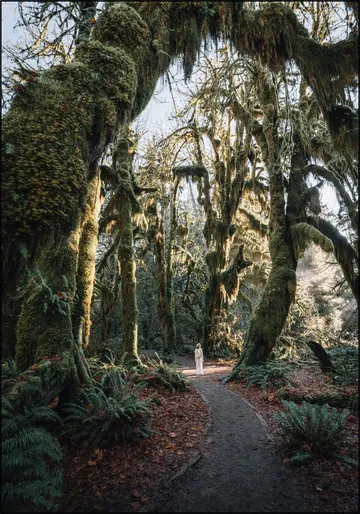 Rainforest