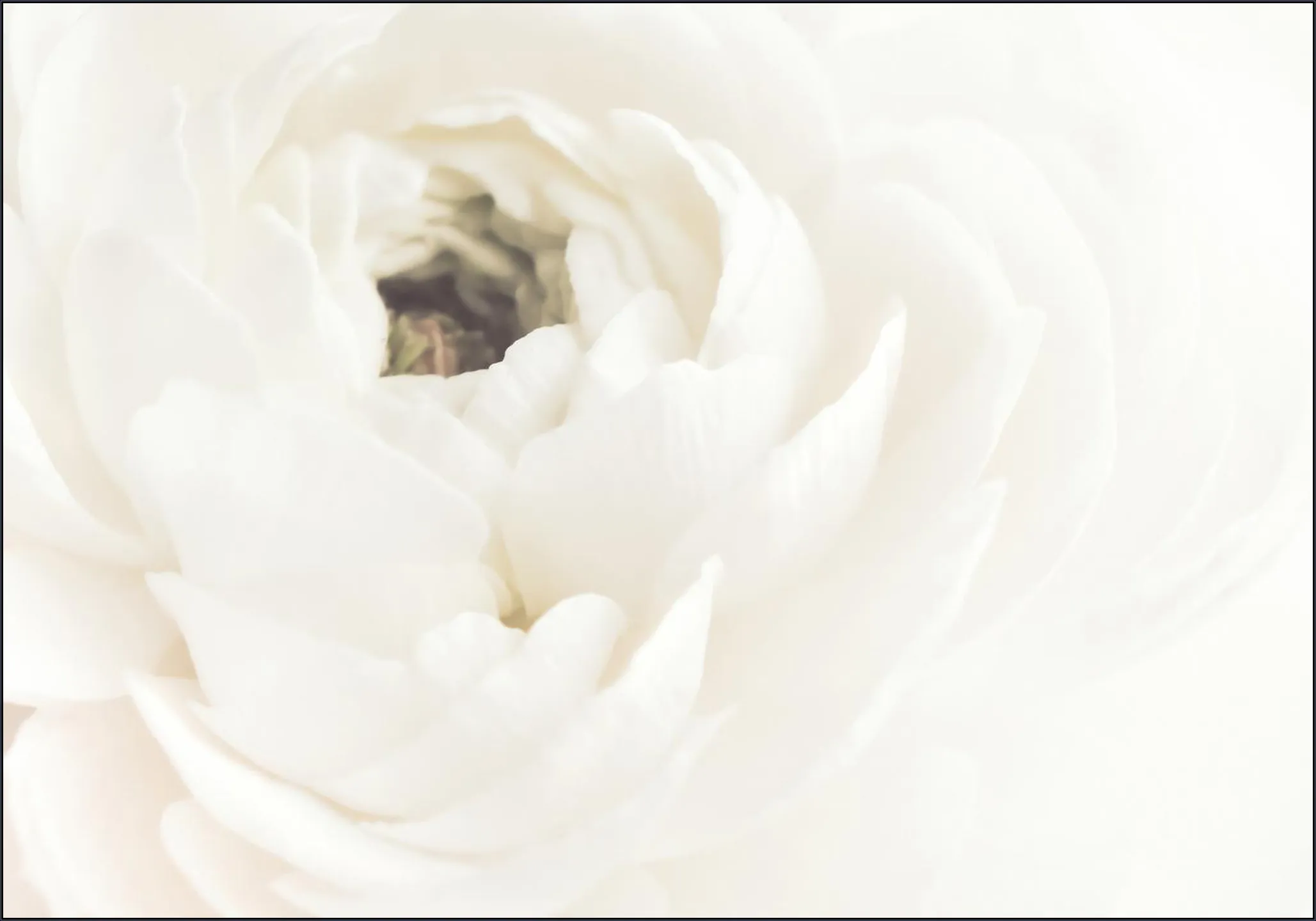 White Flower 02