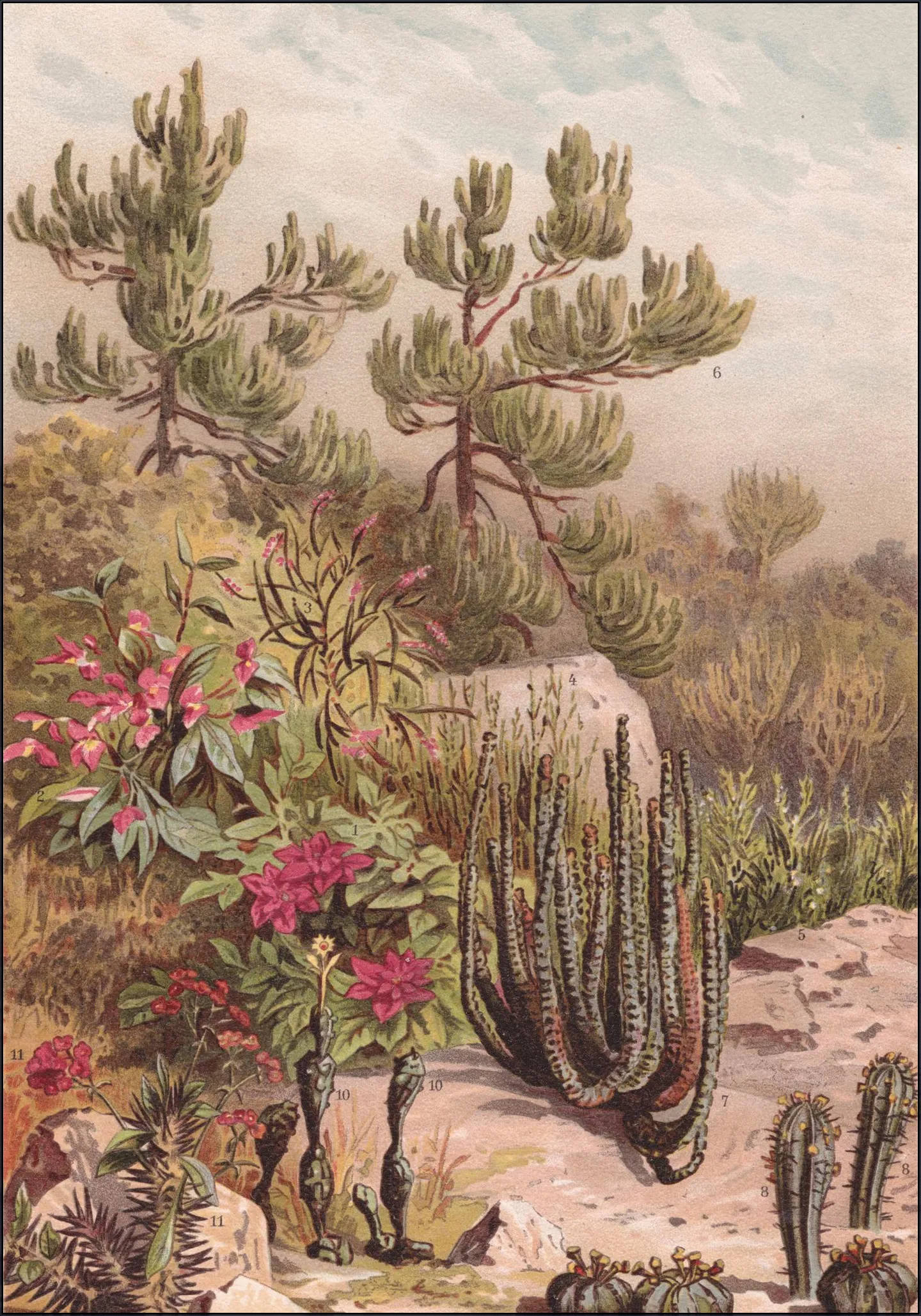 Euphorbiaceen