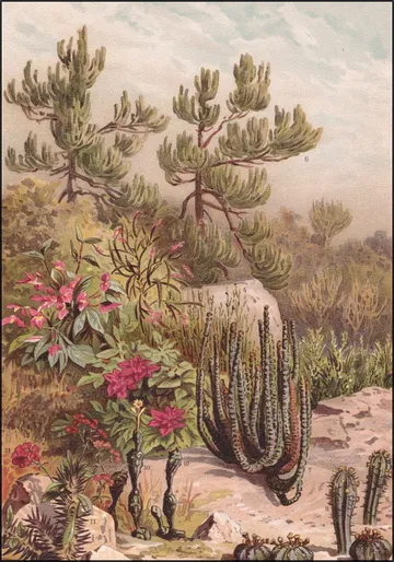 Euphorbiaceen
