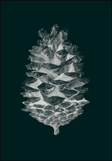 Pine Cone dark