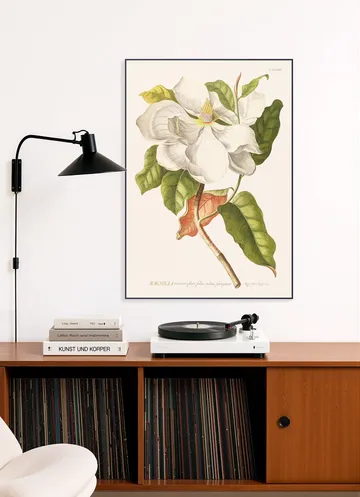 Magnolia