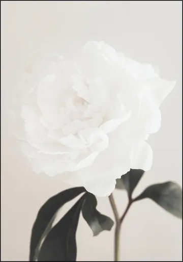 Peony 03